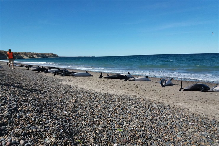 Delfines varados en Puerto Madryn: Las principales hipótesis son el escape de un grupo de orcas y una 