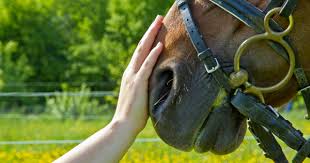 Equinoterapia.