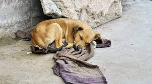 Cómo ayudar a los perros de la calle.