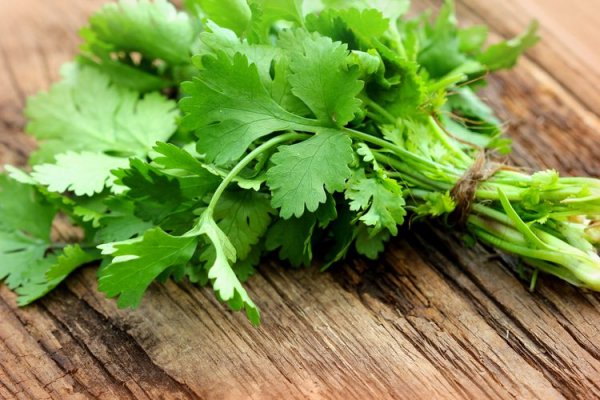 Cilantro para limpiar los riñones, el páncreas y el hígado - Salud y  Bienestar | AIM Digital