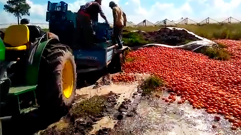 Productores tiraron tomates por el bajo precio que les ofrecen.