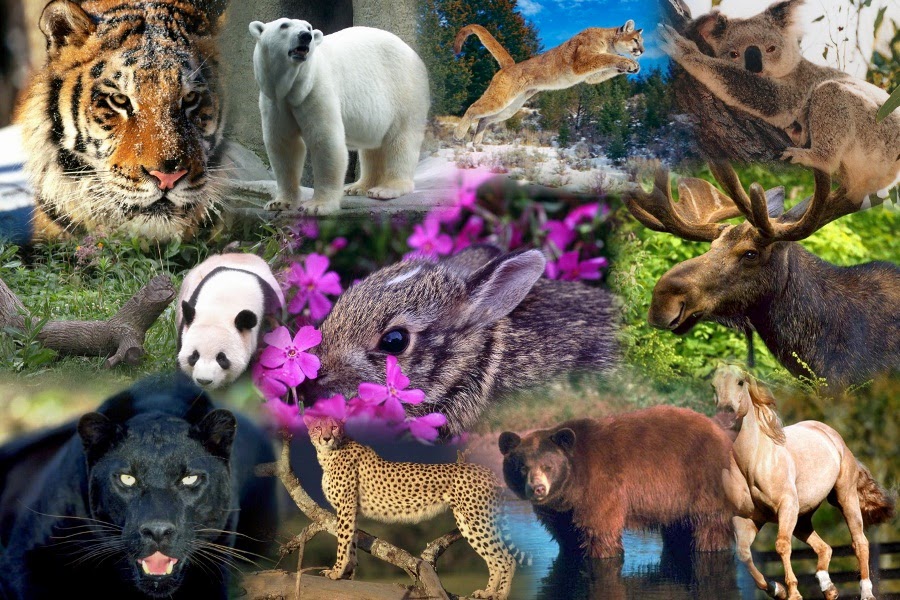 Día de los Animales