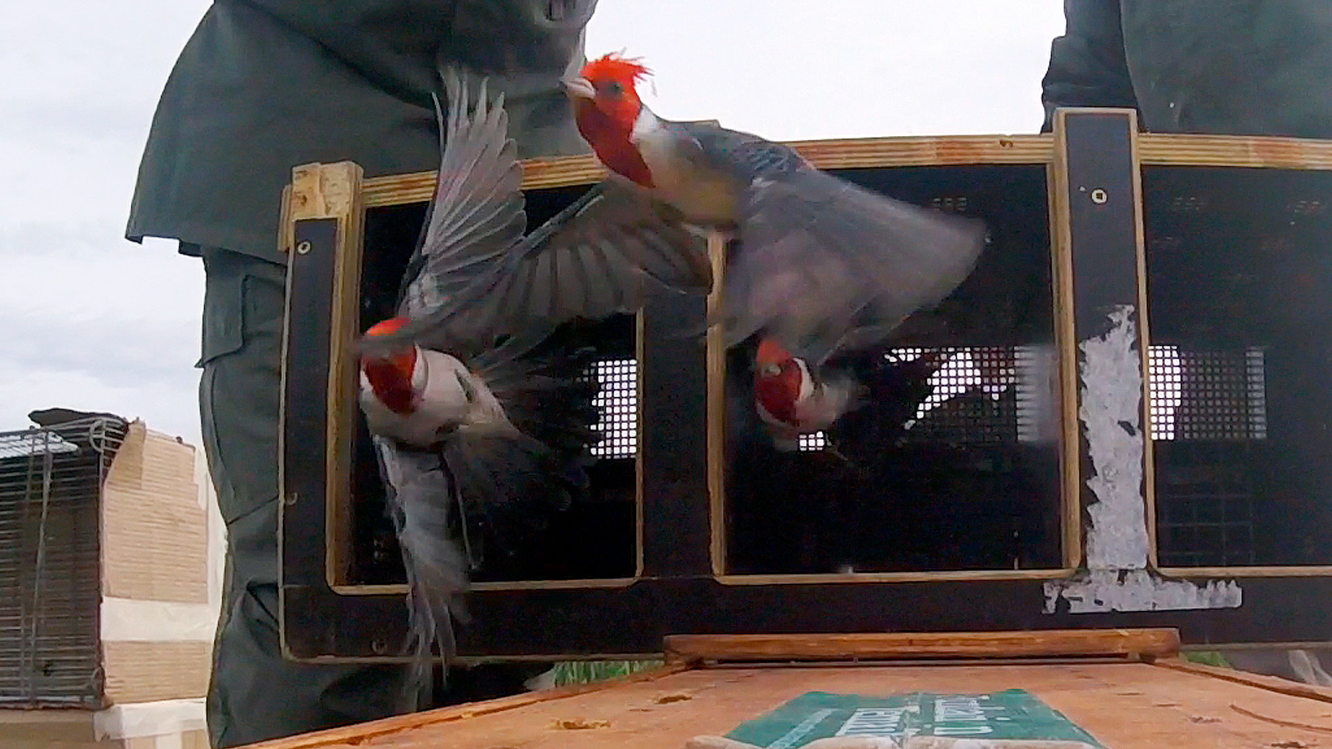Liberan cardenales.