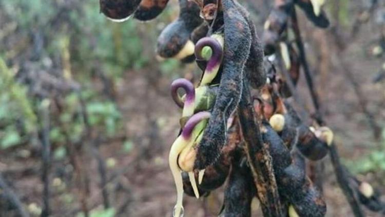 La lluvia impactó fuertemente en la calidad de los lotes de soja que faltaban trillar.