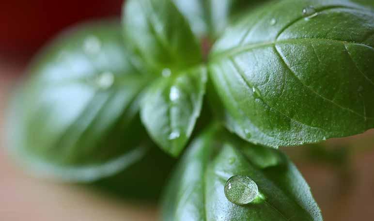 Albahaca.