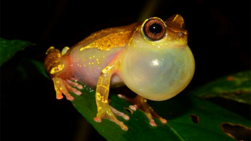 Nueva especie descubierta.
