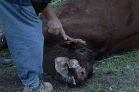 Misterio por la aparición de siete vacas mutiladas en Santa Fe
