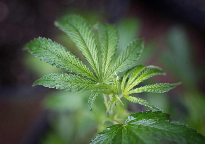 México busca legalizar la marihuana.