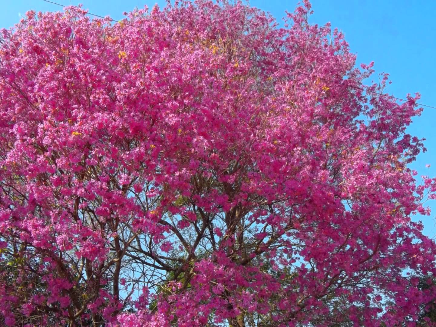Lapachos en flor, símbolo de la primavera en Paraná.