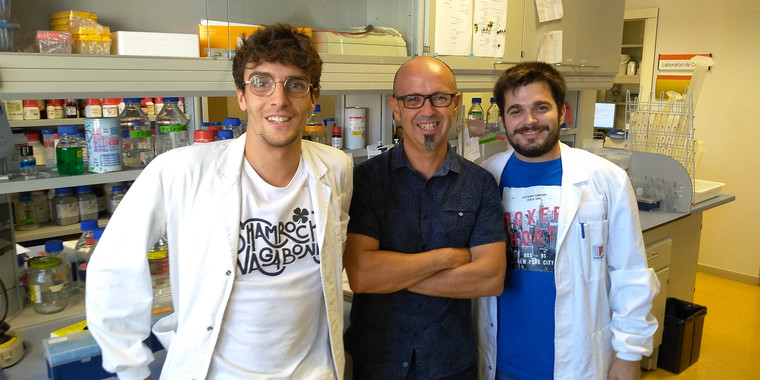 Los científicos Jordi Pujols, Salvador Ventura y Samuel Peña en el laboratorio del IBB-UAB. / UAB