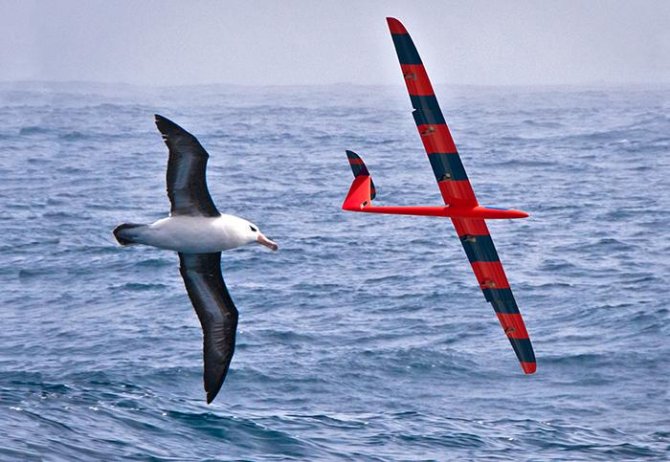 Un ave y un planeador en un vuelo en tándem. (Imagen: Phil Richardson, © Woods Hole Oceanographic Institution)