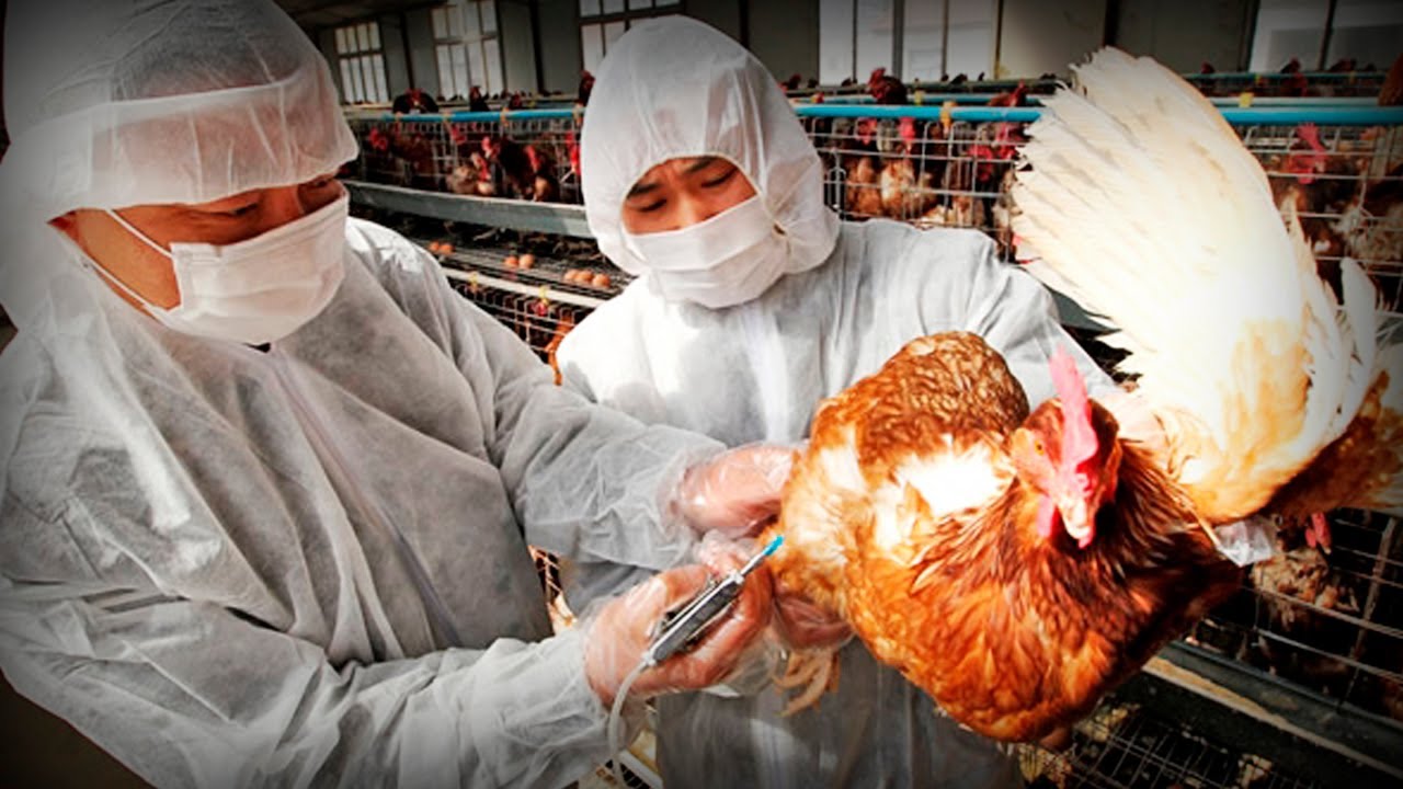La gripe aviar solo está a unas cuantas mutaciones de distancia de convertirse en la pandemia más larga.