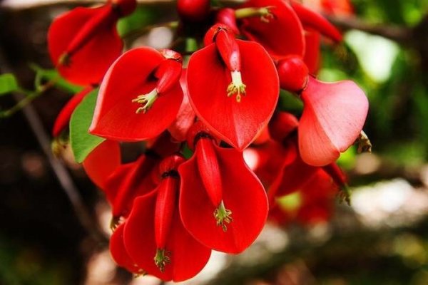 El ceibo, la flor nacional y la leyenda de Anahí - Provinciales | AIM  Digital