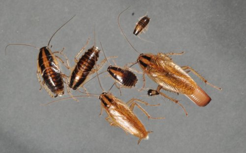 Algunos ejemplares de cucaracha rubia. (Foto: Changlu Wang/Rutgers University-New Brunswick)