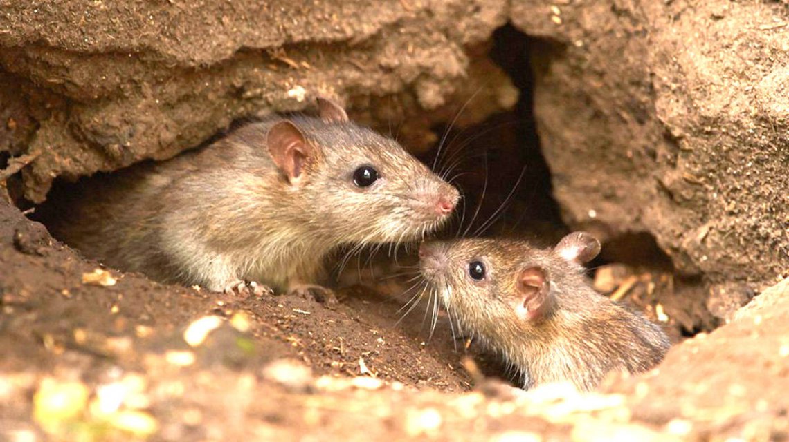 <br />La leptospirosis es una enfermedad zoonótica, es decir que puede ser transmitida del animal al hombre.