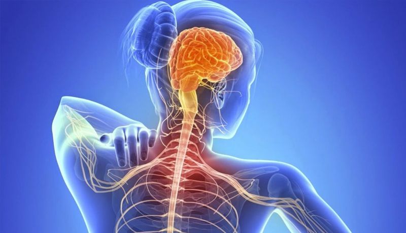 Células ‘viejas’ reparan la lesión en el cerebro de pacientes con esclerosis múltiple