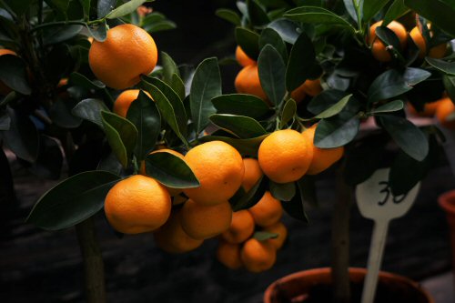 La producción de cítricos, como las naranjas mostradas en la imagen, puede verse amenazada por culpa de la actividad dañina del insecto Delottococcus aberiae. (Foto: Erwan Hesry / Unsplash)