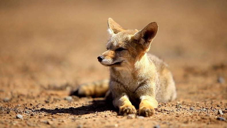 Todo animal debe tener por arriba de la cadena alimentaria algunas especies que son las controladoras naturales