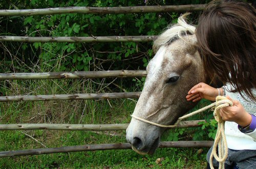 Terapia con caballos. (Foto: Francisco Javier Argel)