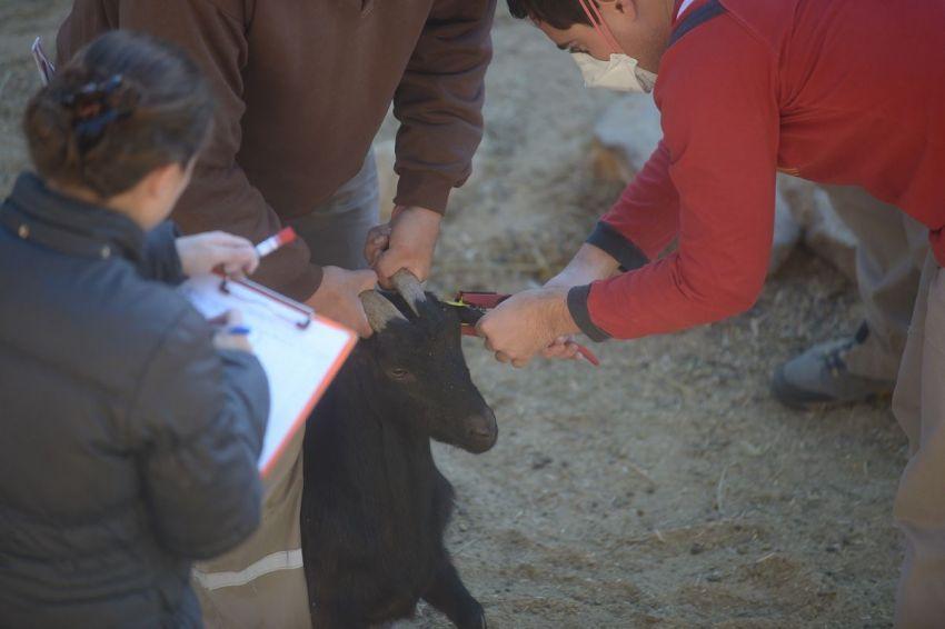 Además, desde que comenzó la conversión del exzoológico al Ecoparque mendocino se trasladaron 89 animales exóticos