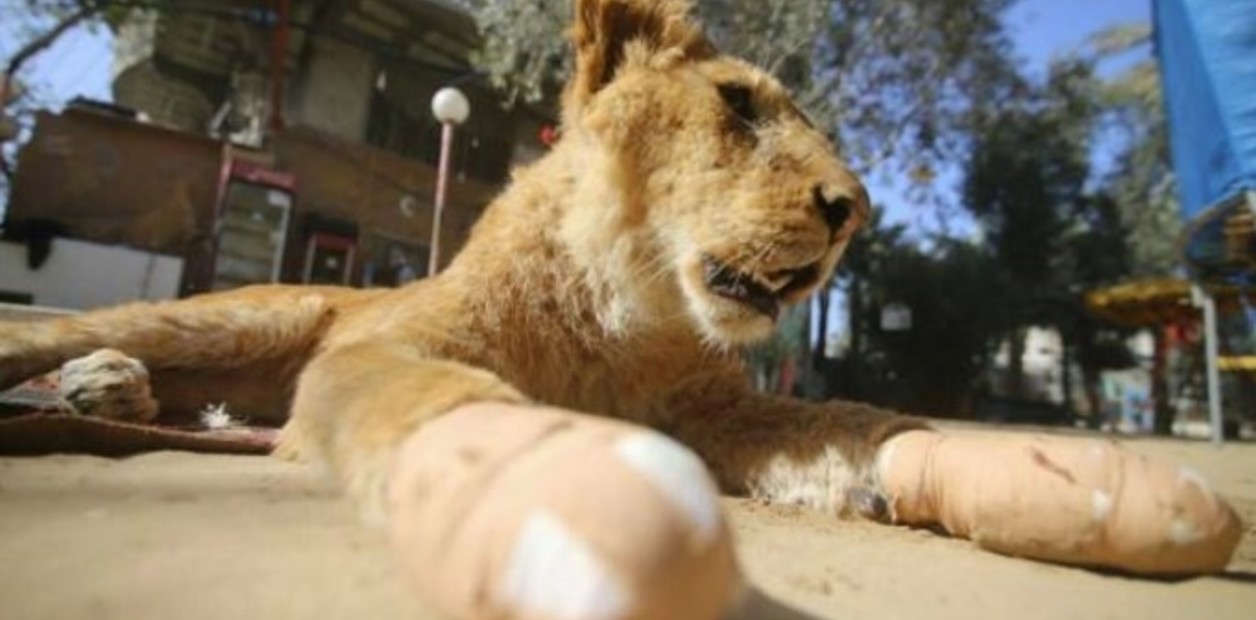 El felino tiene sólo 14 meses y ante la falta de hospitales veterinarios, la mutilaron con una tijera de jardín