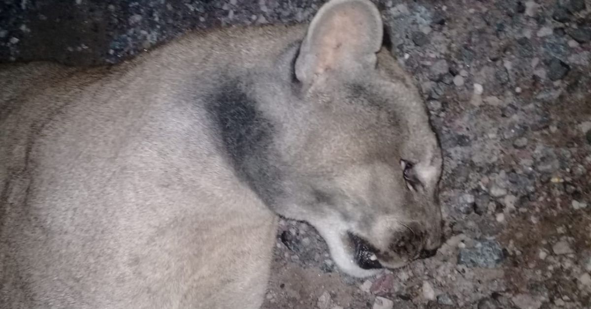 El animal intentaba cruzar la Ruta 30 en inmediaciones de los cuatro caminos