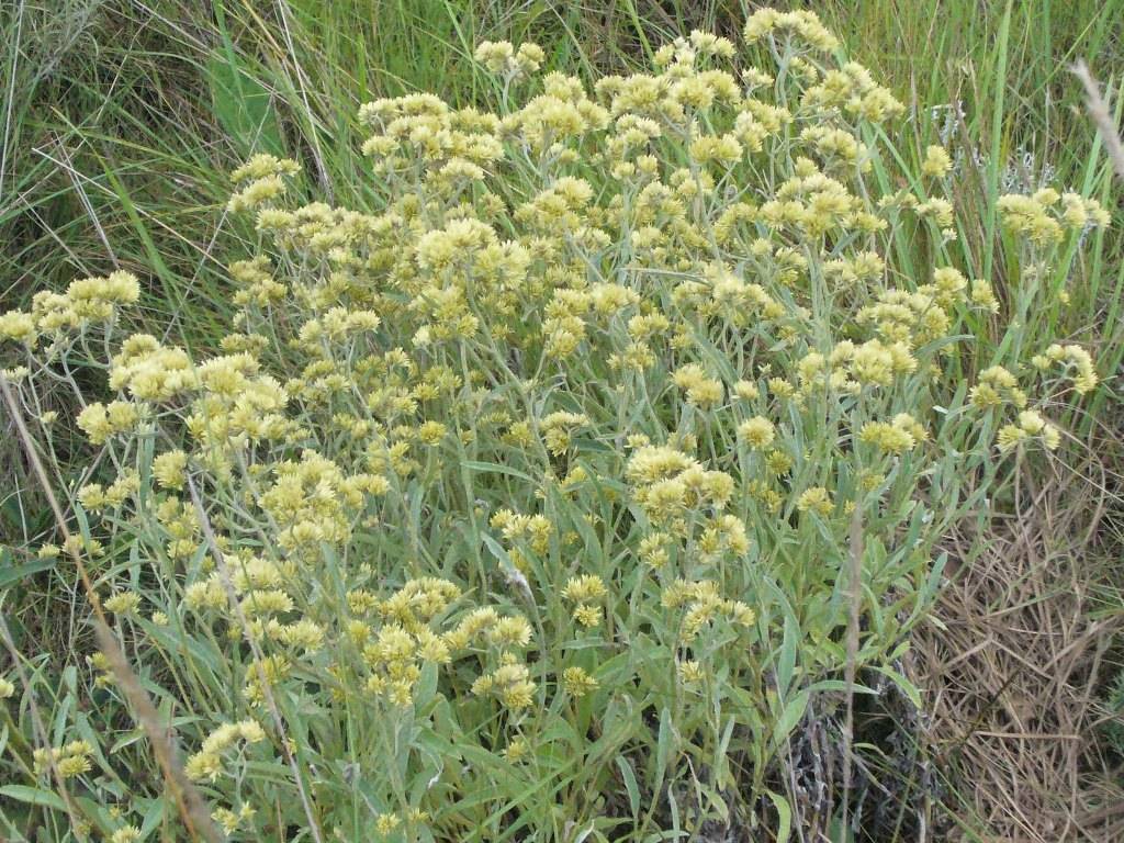 La marcela florece desde la primavera hasta mediados o fines del verano.