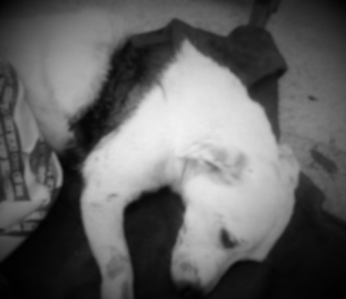 Fue trasladada a una veterinaria donde actualmente está pelea por su vida
