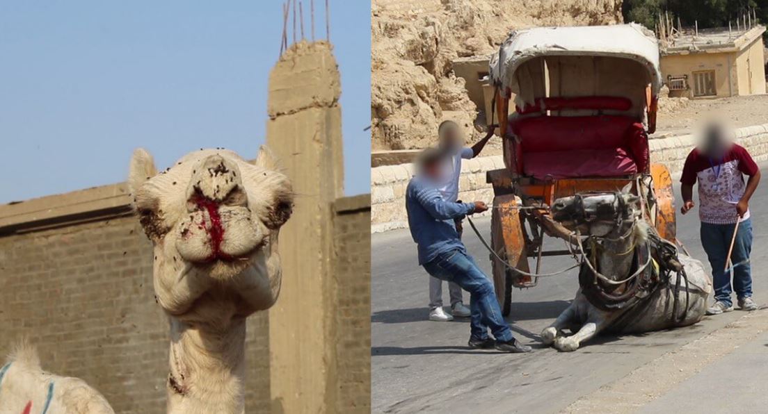 La última investigación de Peta Asia en Egipto puso al descubierto el horrible abuso al que son sometidos