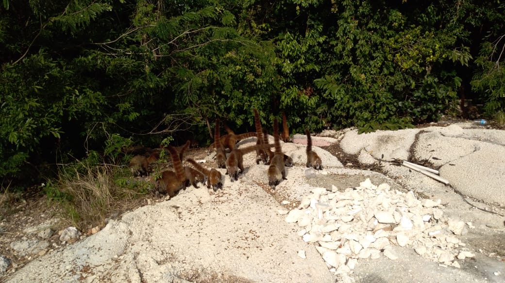 Cazadores furtivos a bordo de camionetas, armados y con perros de caza mataron al menos a 60 ejemplares