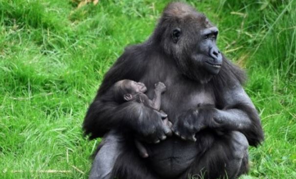 El número de primates que habita el planeta se ha incrementado de los 680 ejemplares a los mil según los últimos registros