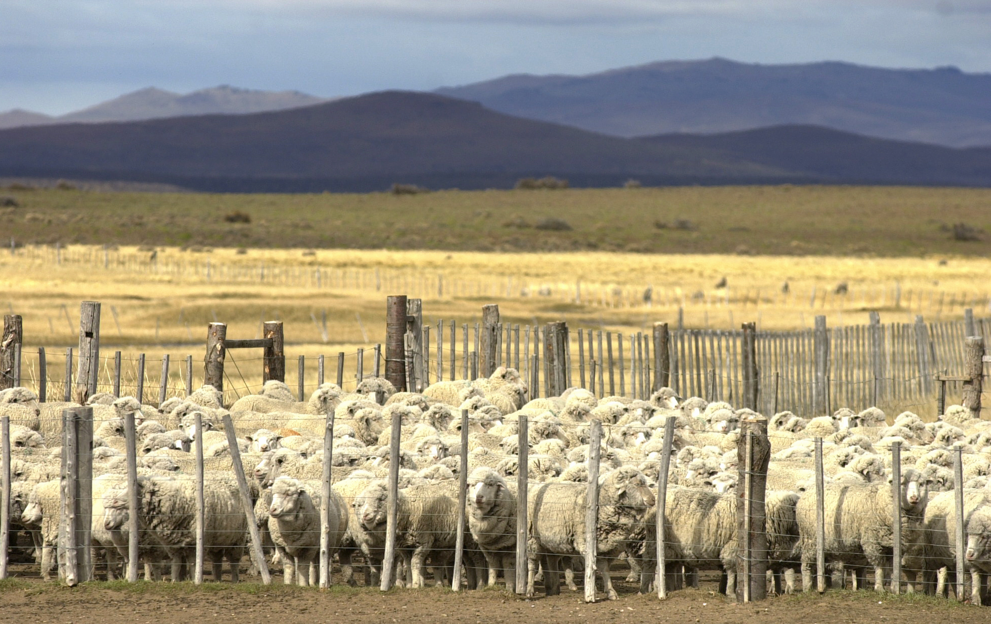 Ovejas Merino reunidas para la esquila en la estancia Don Pablo cerca de Gobernador Costa, oeste de la provincia de Chubut, Patagonia Argentina.<br />Foto Diego Giudice/Archivolatino.com