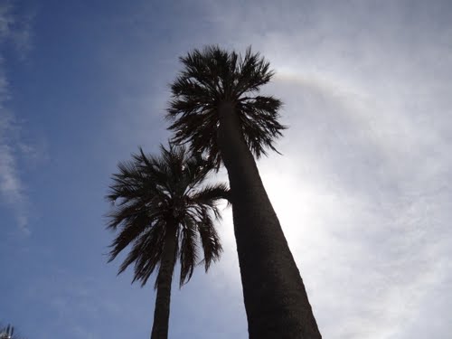 Buscan conocer la distribución actual de la palmera Butia yatay en Corrientes.