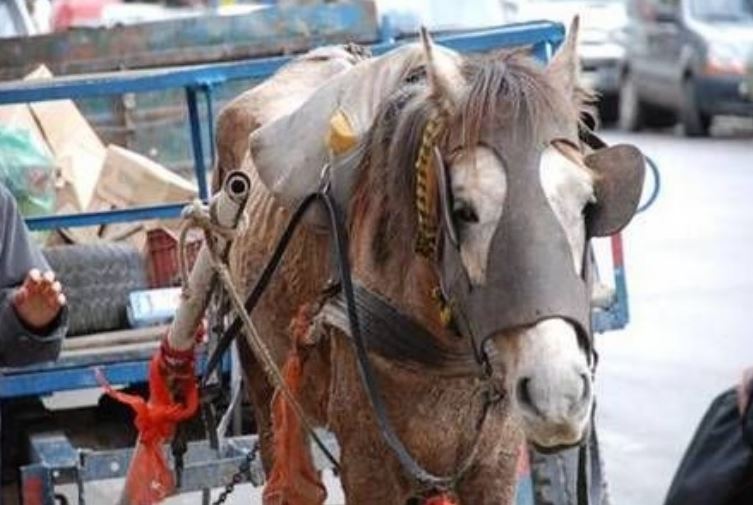Para evitar el maltrato, el propio intentente Patricio Mussi había impulsado esta medida, celebrada por los proteccionistas y activistas