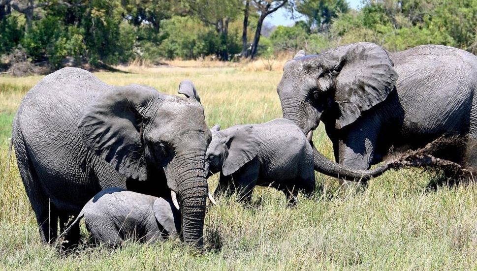 La prohibición de matar a los animales terrestres más grandes del planeta estaba en vigor desde 2014