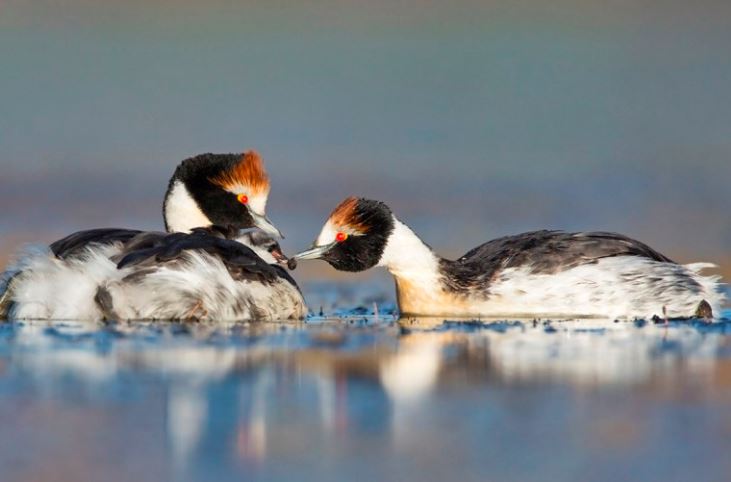 Pese a que está en peligro de extinción, su población se mantuvo estable en los últimos diez años
