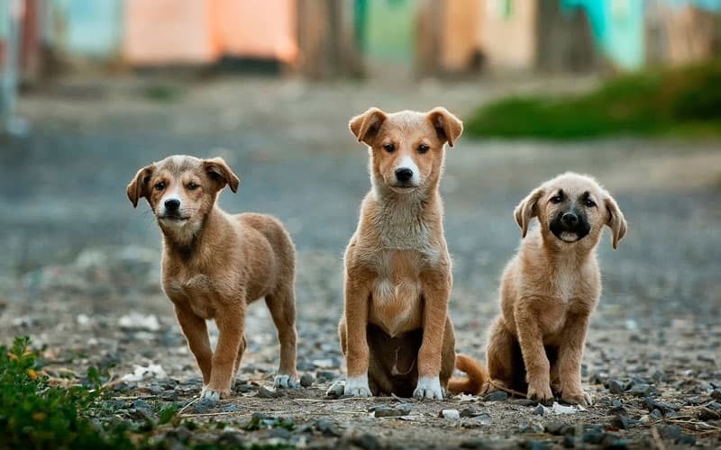 En búsqueda de terminar con la superpoblación de perros abandonados en la calle, estudiantes desarrollaron una croqueta anticonceptiva.<br />(Noticias Ambientales)