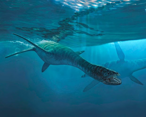 Medía más de 11 metros y su masa corporal superaba las 12 toneladas. Se trata de un reptil marino de apariencia semejante al monstruo del Lago Ness. Vivió poco antes de la extinción masiva de los dinosaurios.