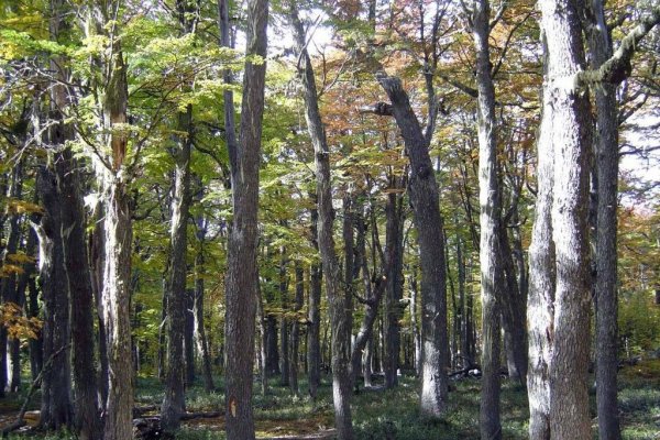 La importancia de cuidar los árboles - Provinciales | AIM Digital