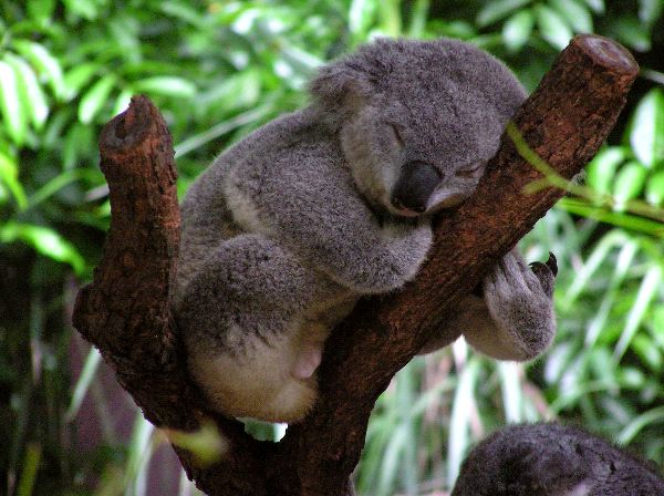 Según la organización Australia Koala Foundation, su número no supera los 80 mil individuos y sigue en disminución.