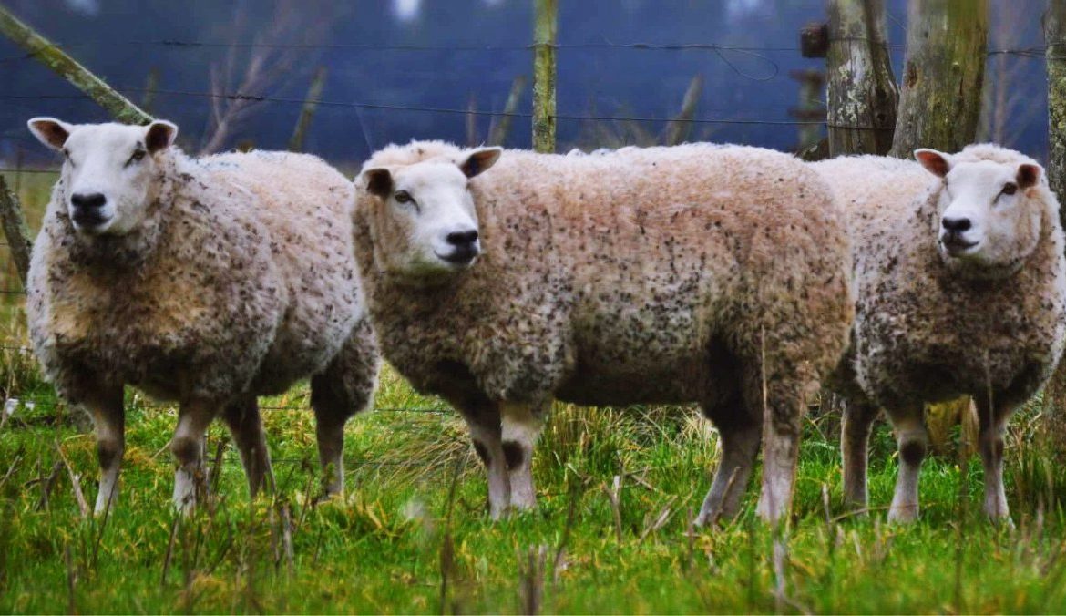 El Inta Balcarce avanza en la identificación de corderos resistentes para la raza Texel.