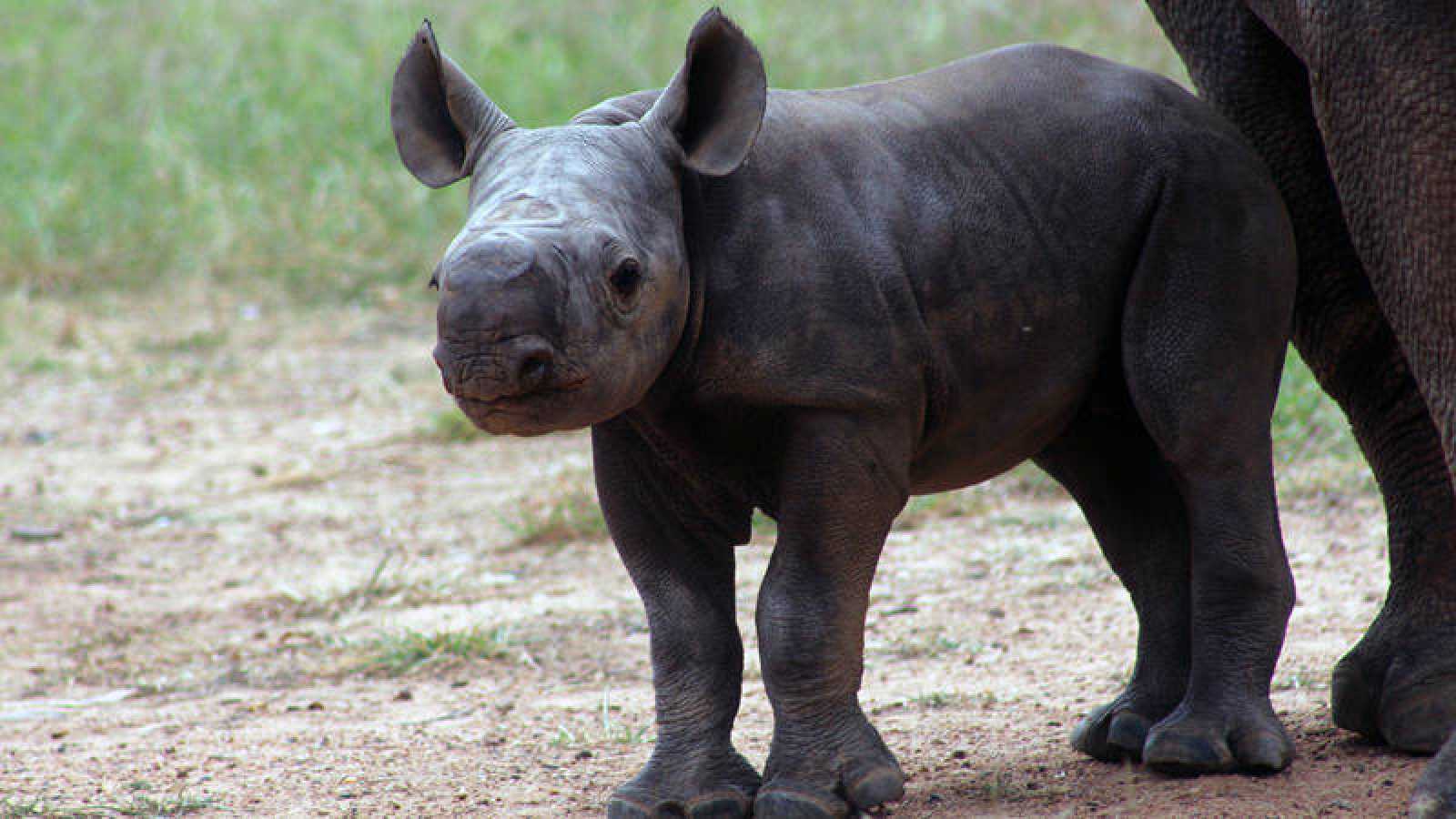 En los años setenta del siglo XX había cerca de 50 rinocerontes negros en el parque de Akagera, si bien su número se redujo drásticamente debido a la caza furtiva.