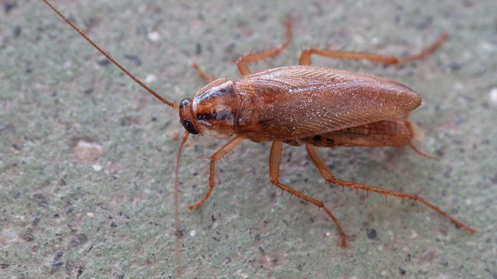Un estudio reveló que estos insectos se están volviendo resistentes a casi todo tipo de insecticidas.