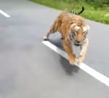 El video fue difundido por una organización que trabaja en la protección de la vida silvestre en la India.