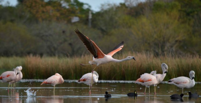 El flamenco andino o parihuana es una especie que habita la región central de los andes.