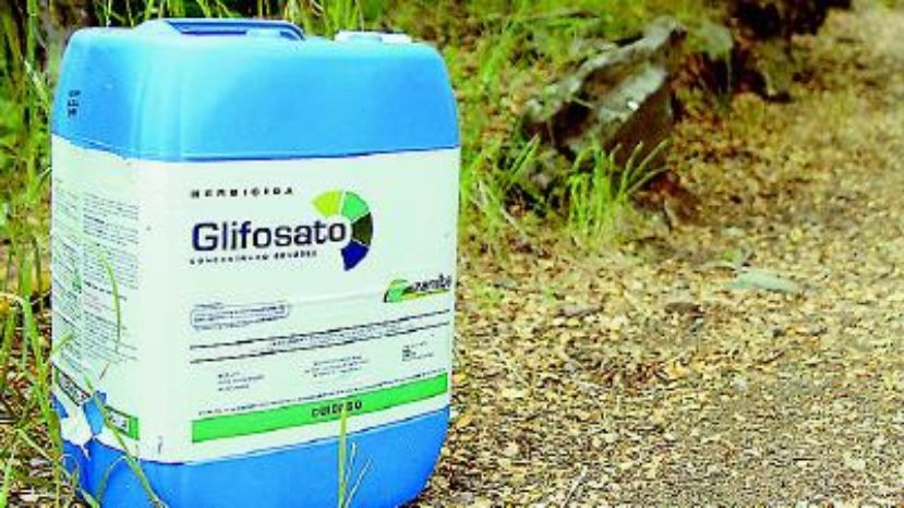 El glifosato es un producto de la multinacional monsanto que se utiliza para eliminar malezas en cultivos modificados genéticamente (gmo) como soja, maíz y trigo, ya que estos resisten su nivel de toxicidad.