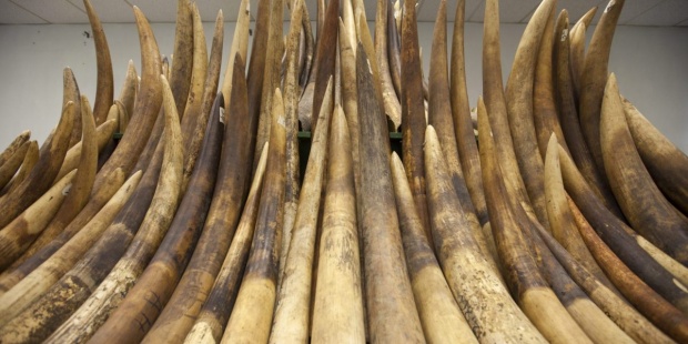 Las autoridades de singapur anunciaron la prohibición total del comercio de marfil -que entrará en vigor a partir de septiembre de 2021- semanas después de incautar casi 9 toneladas de colmillo de elefante africano.