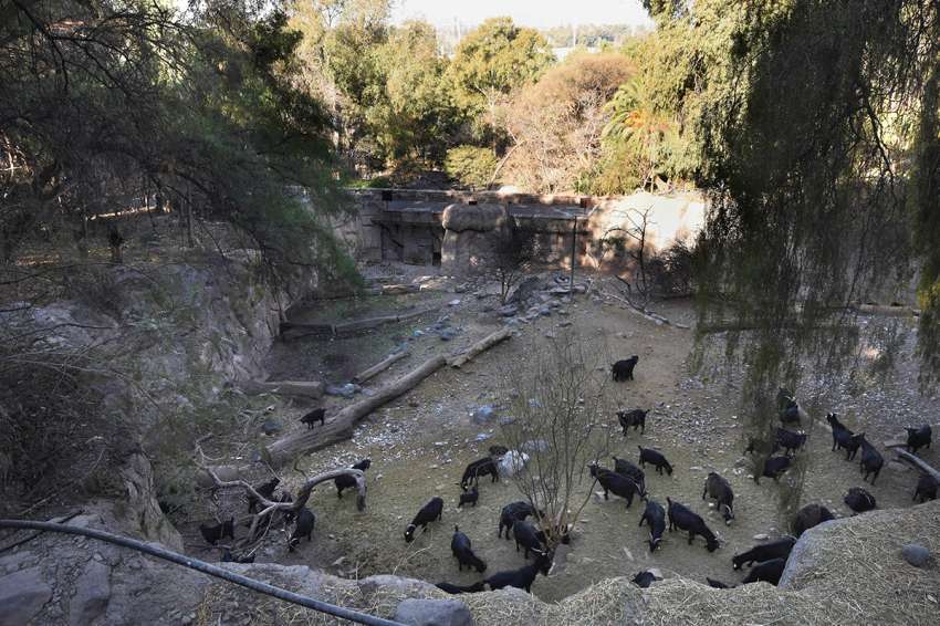 Unos 400 ya viven en áreas aprobadas para el bienestar animal, en tanto otros 1.100 obtuvieron el permiso de adopción.