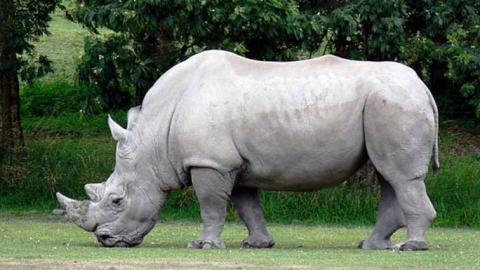 Investigadores recolectaron los óvulos de las dos hembras que son las últimas en su especie.