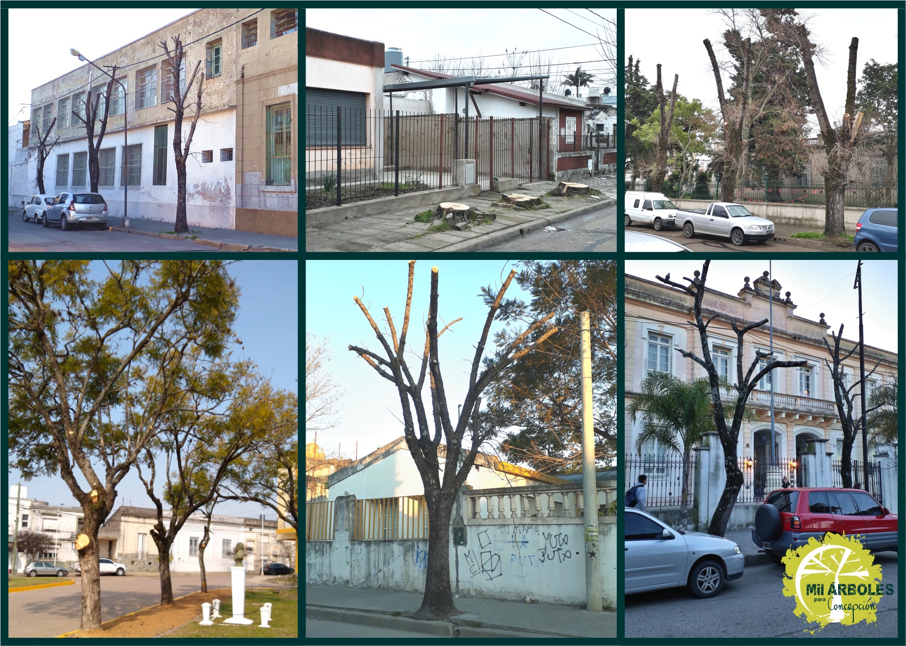 La tala en Concepción del Uruguay preocupa a los vecinos.
